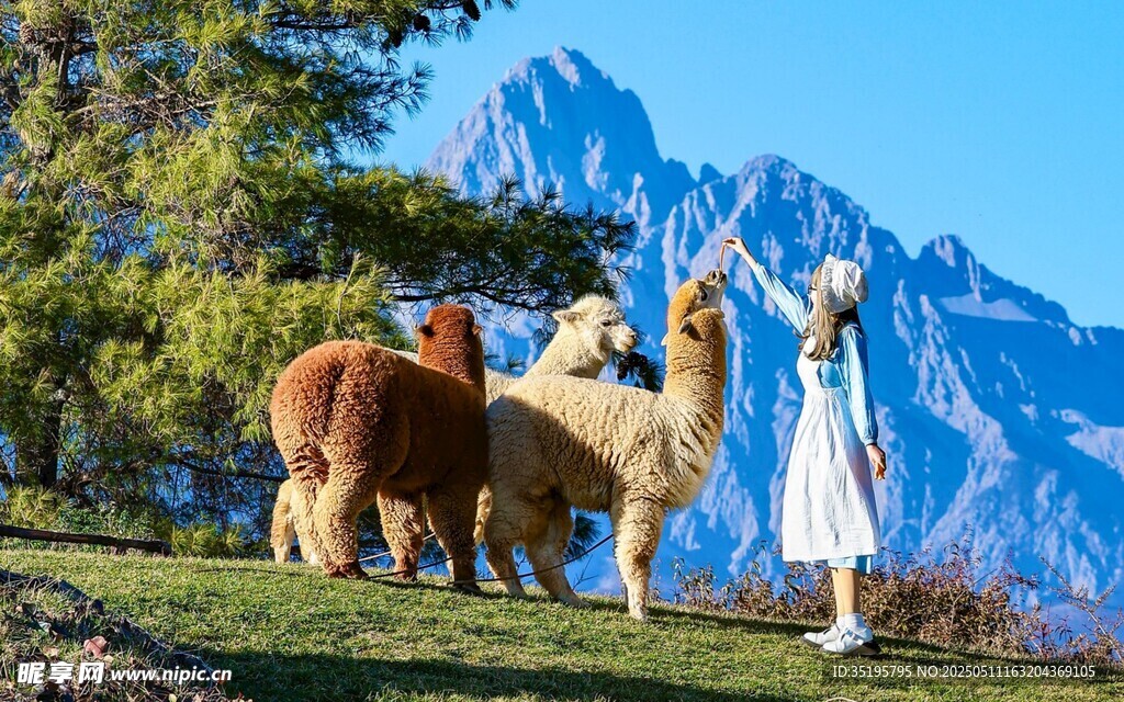 女子與羊駝在山間美景中