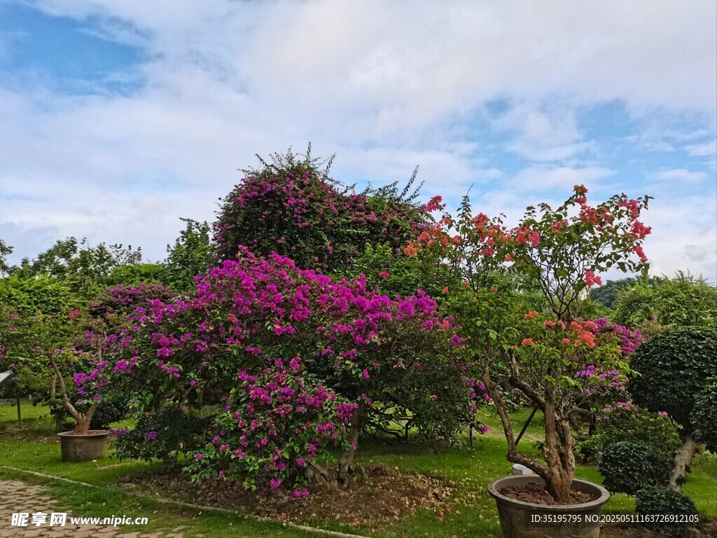 繁花似錦的美麗花園景觀