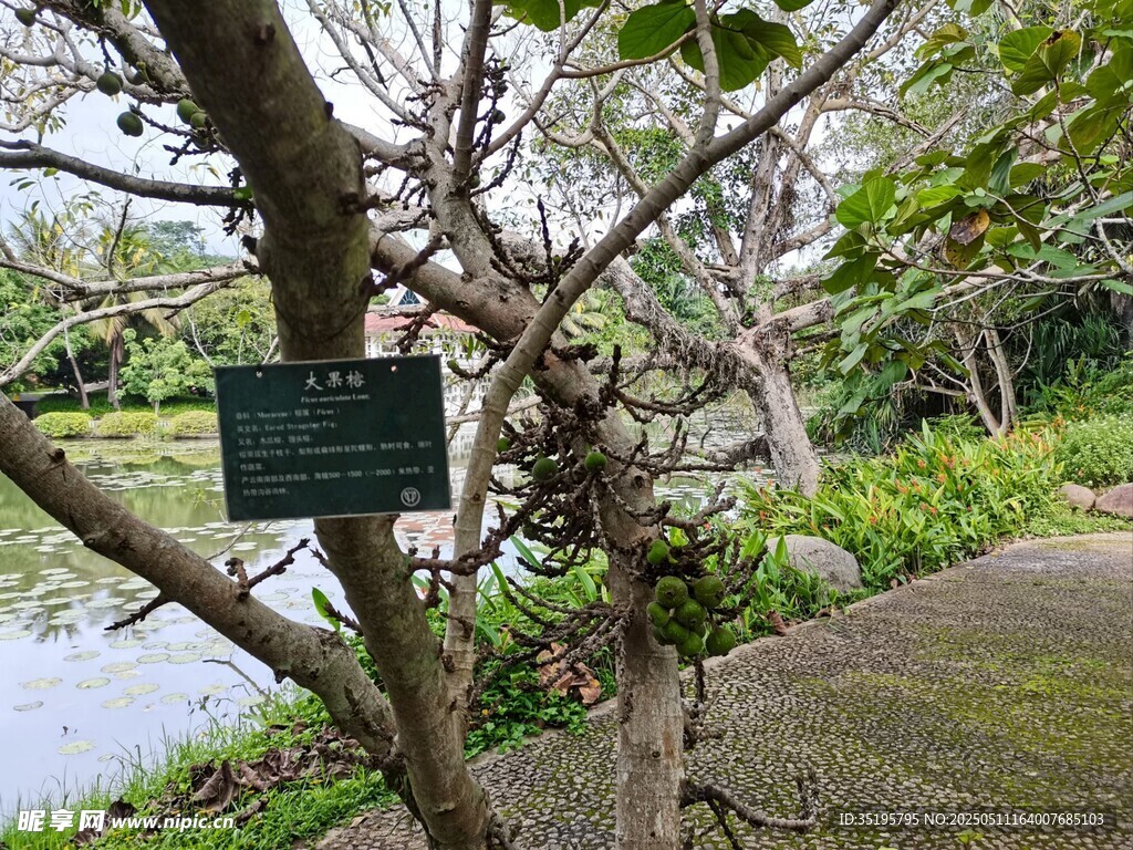 樹下標(biāo)識牌 周邊自然景致