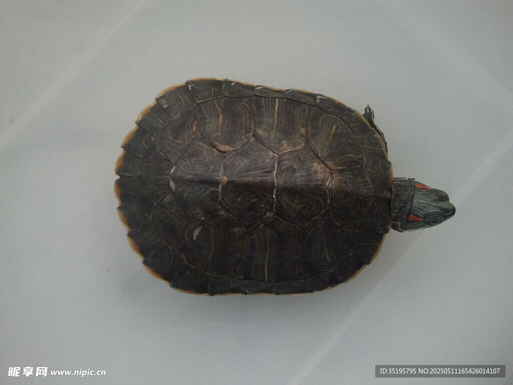 黑色甲魚特寫