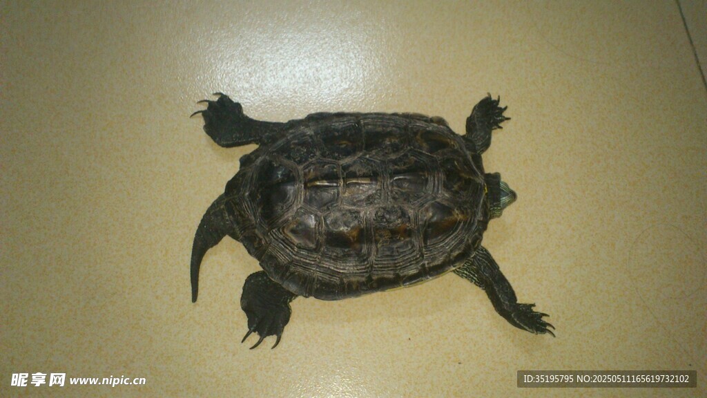 兇猛鱷龜展示獨特外形