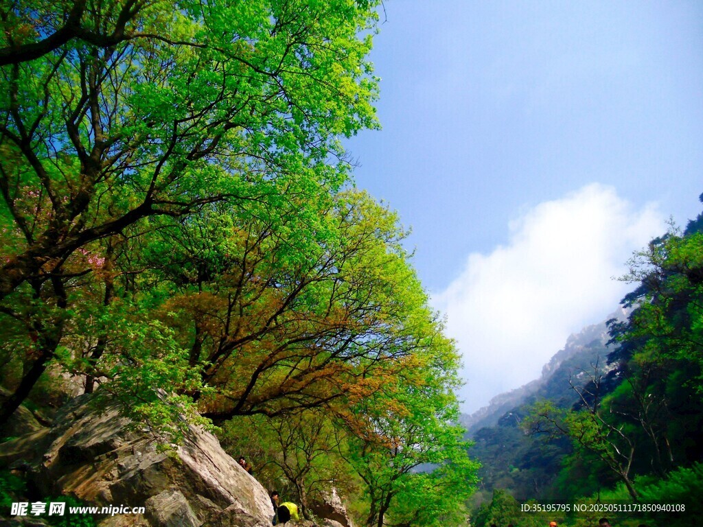 山林綠意盎然的自然景致