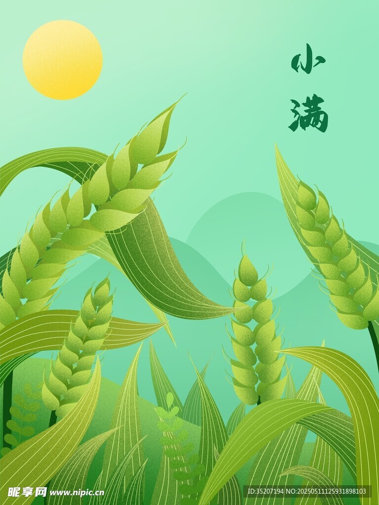 小滿時節麥田風光