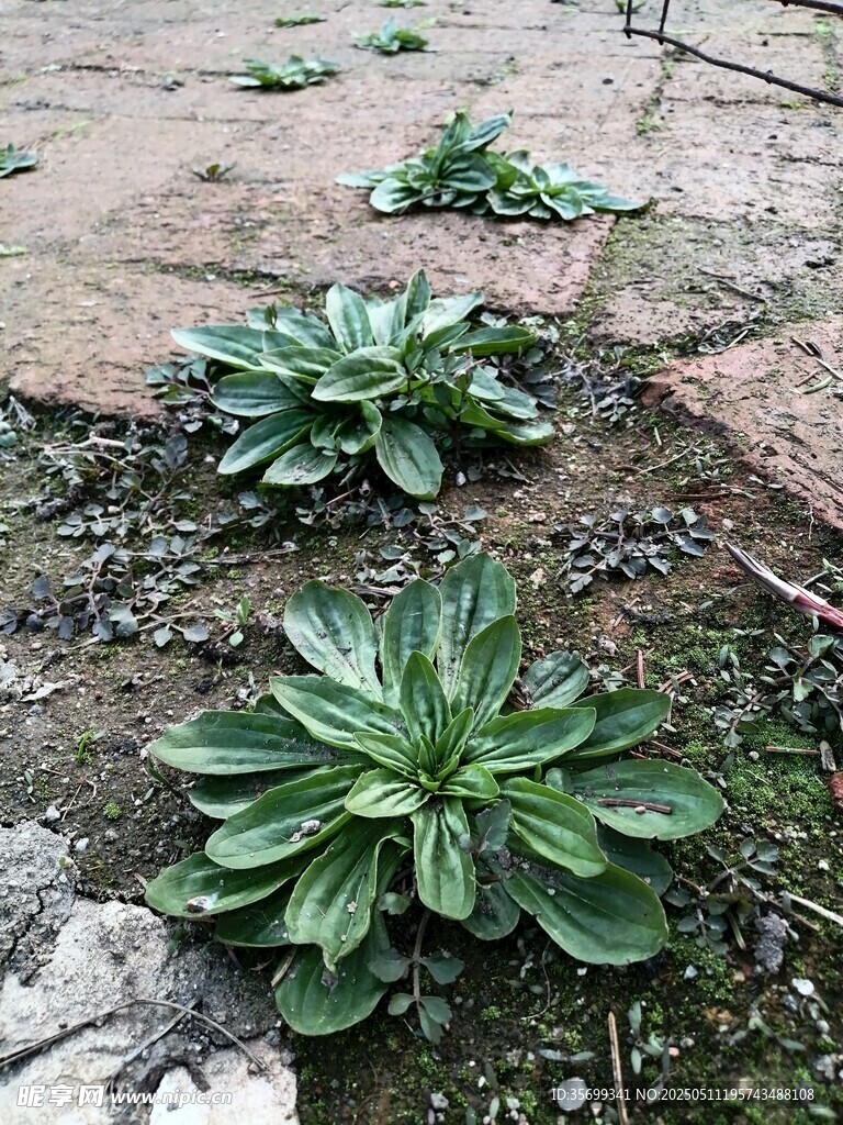 車(chē)轱轆菜