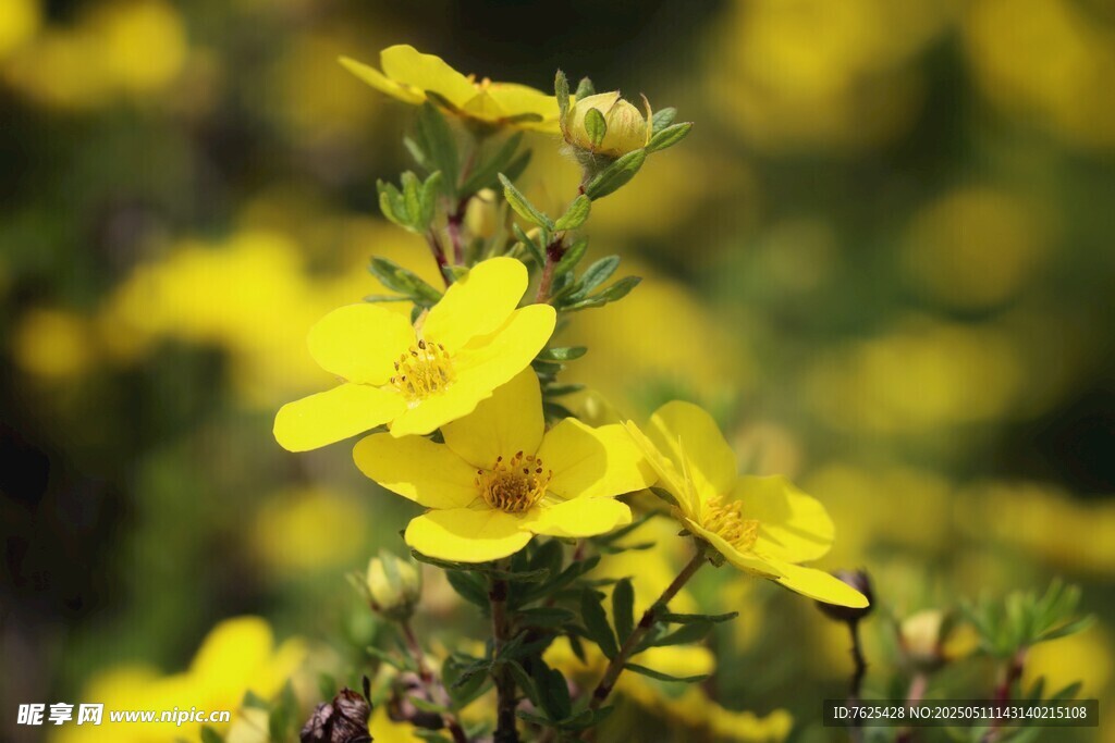 黃花