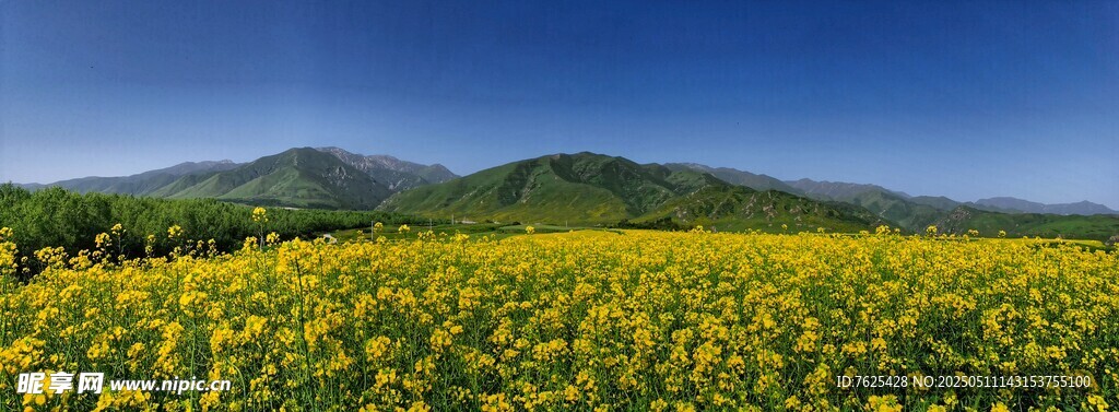 積石山夏日的黃草坪