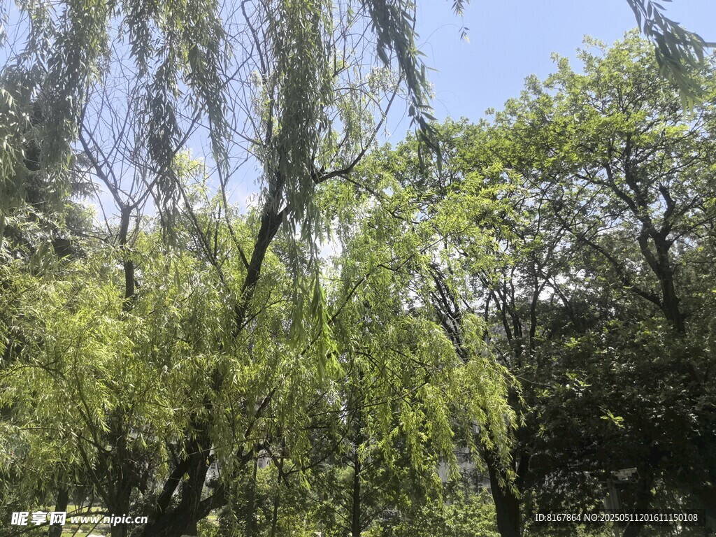 垂柳映藍(lán)天綠意盎然