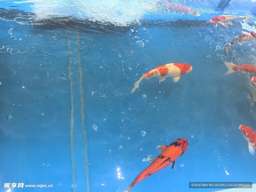 水中暢游的多彩錦鯉魚