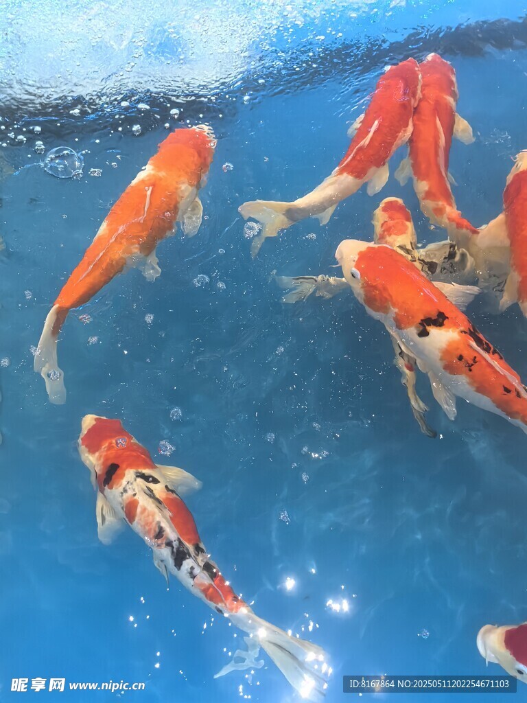 水中暢游的多彩錦鯉魚