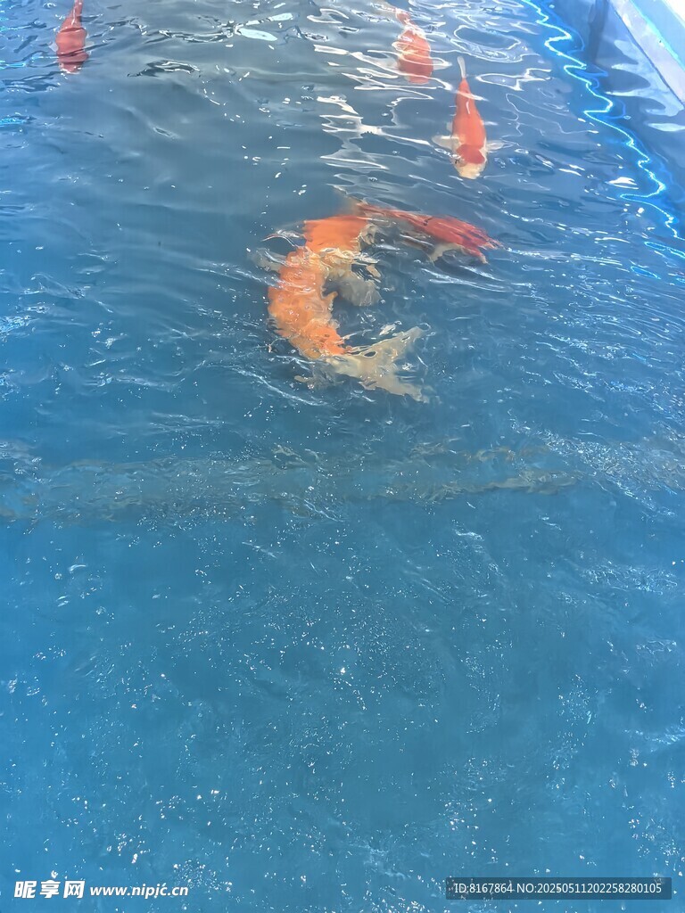 水中暢游的多彩錦鯉