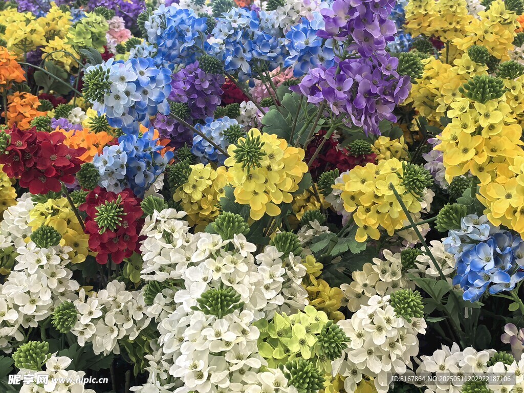多彩花卉綻放美景