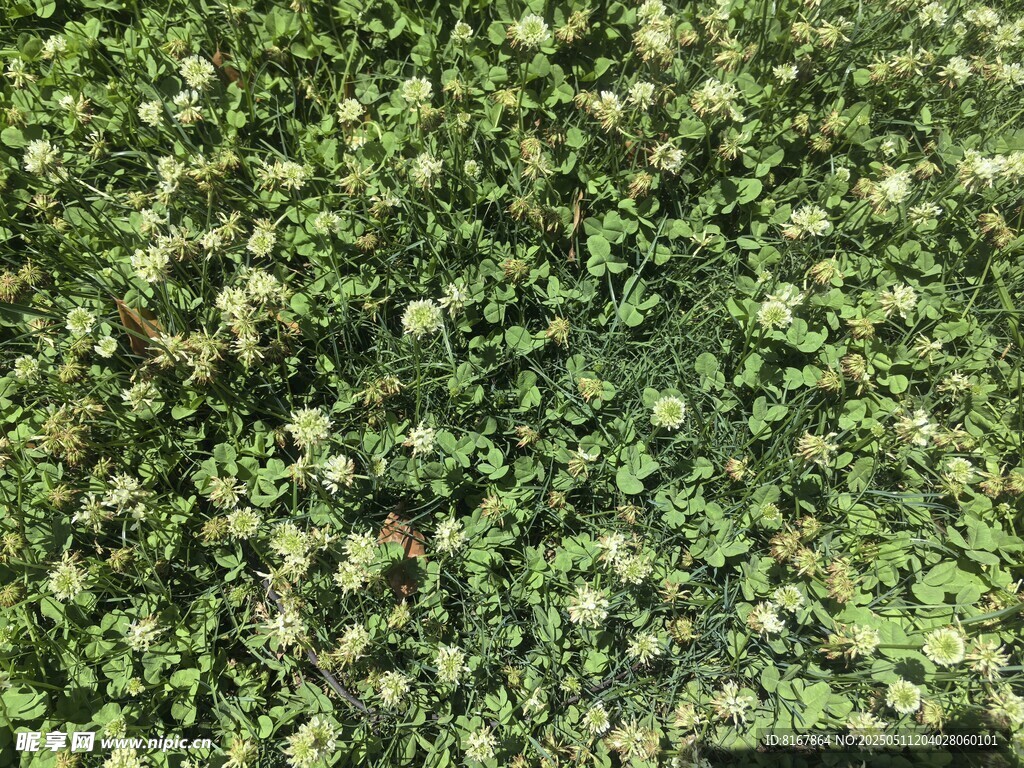 翠綠繁茂的植物景觀