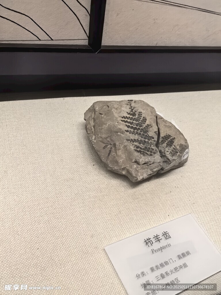 植物化石標本展示