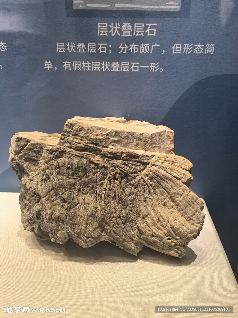 恐龍足跡化石展示