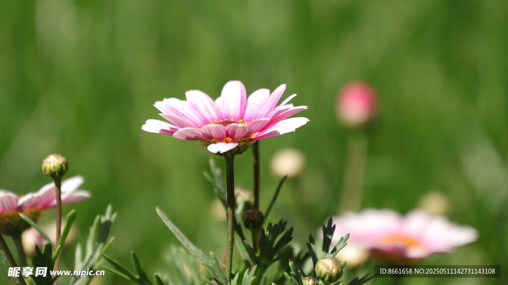 粉色雛菊綻放于綠野