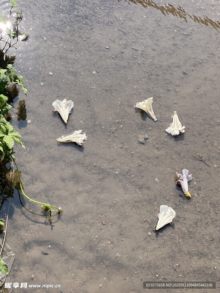 河中漂浮的梧桐葉