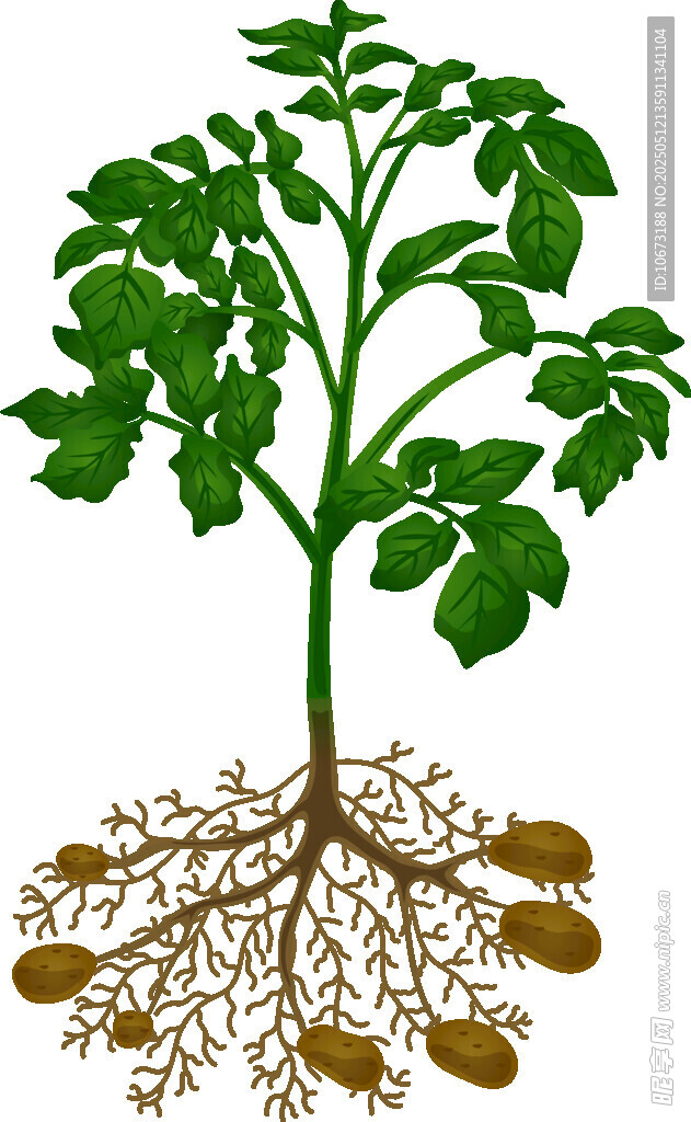 土豆植株與地下根莖