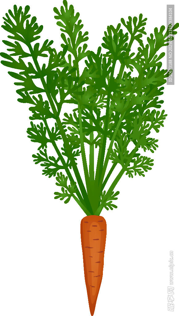 新鮮胡蘿卜插畫