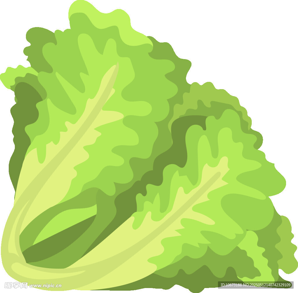 新鮮生菜插畫