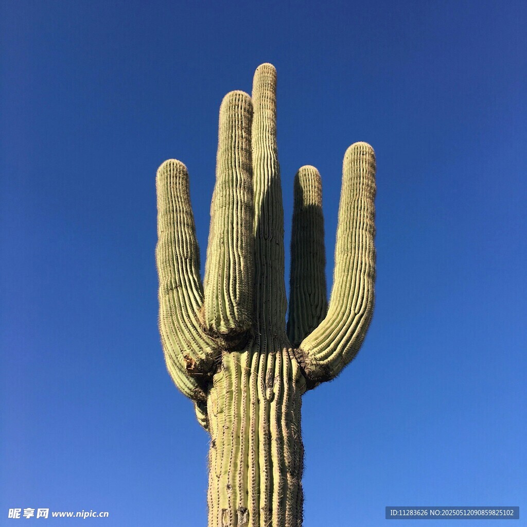 高大仙人掌挺立藍天之下