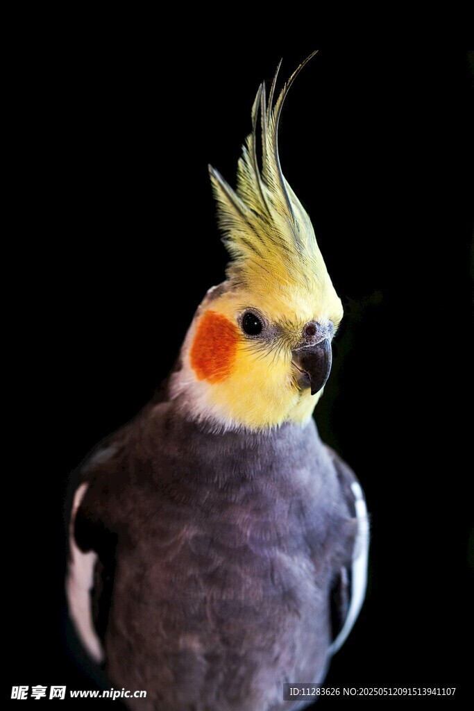 色彩艷麗的鳳頭鸚鵡