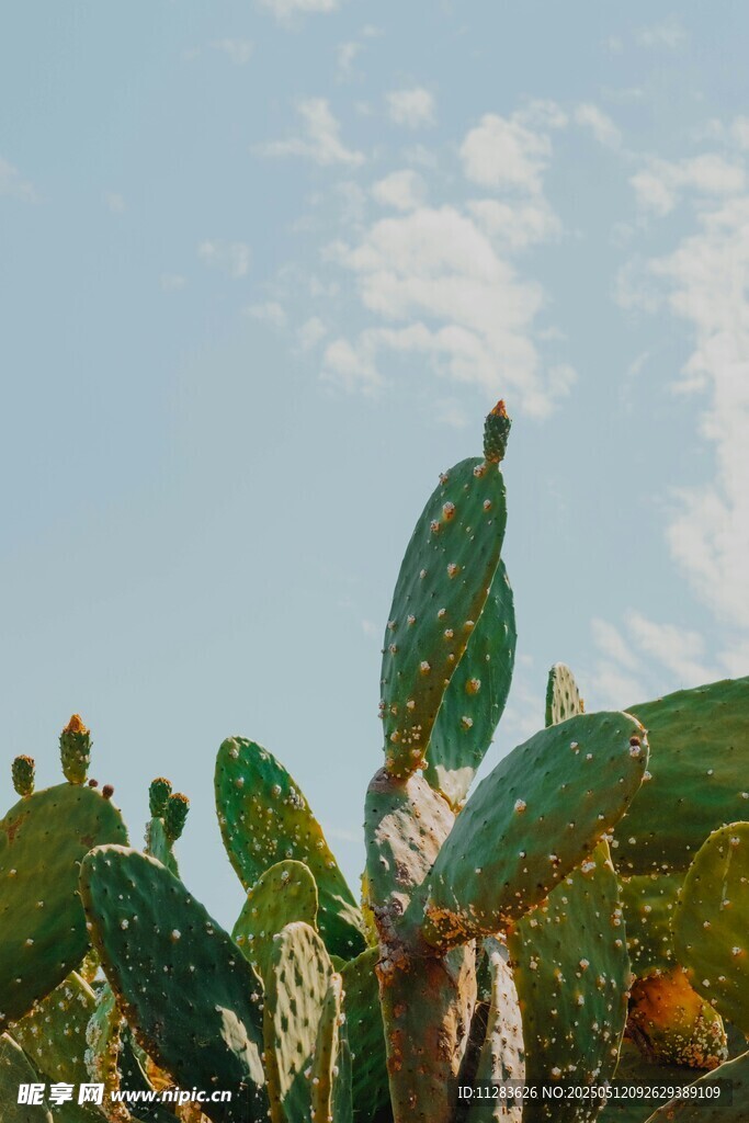 陽光下的仙人掌植物景觀