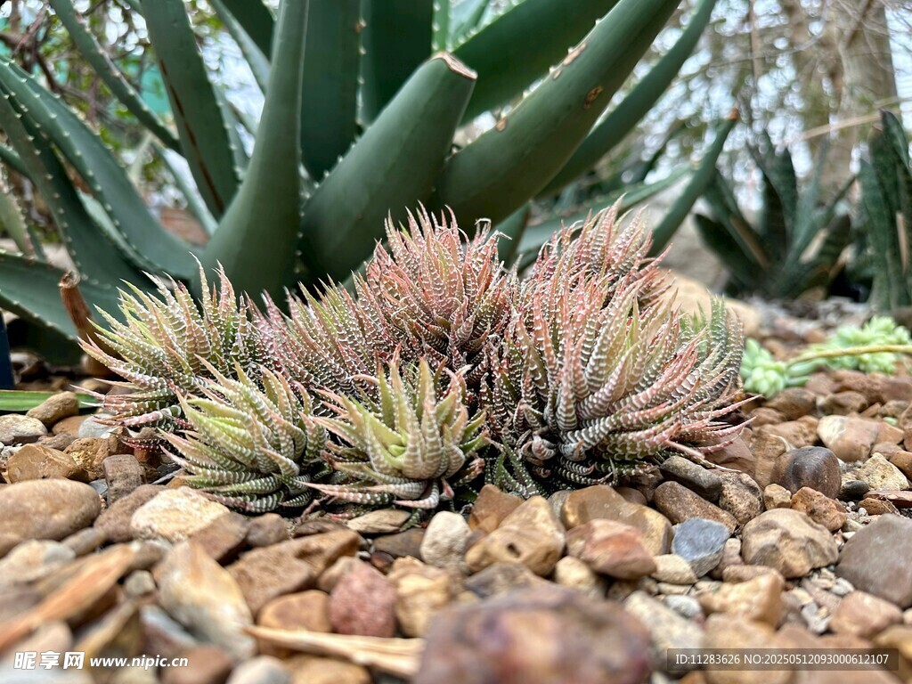 多肉植物生長于碎石間