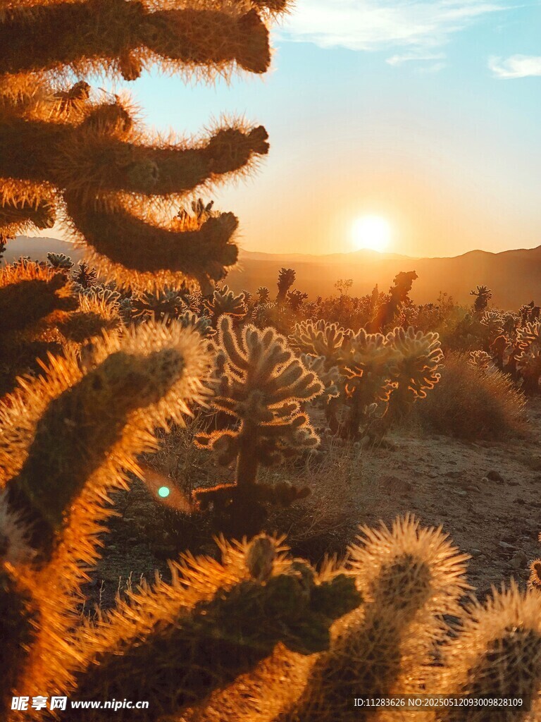 夕陽下的仙人掌景觀