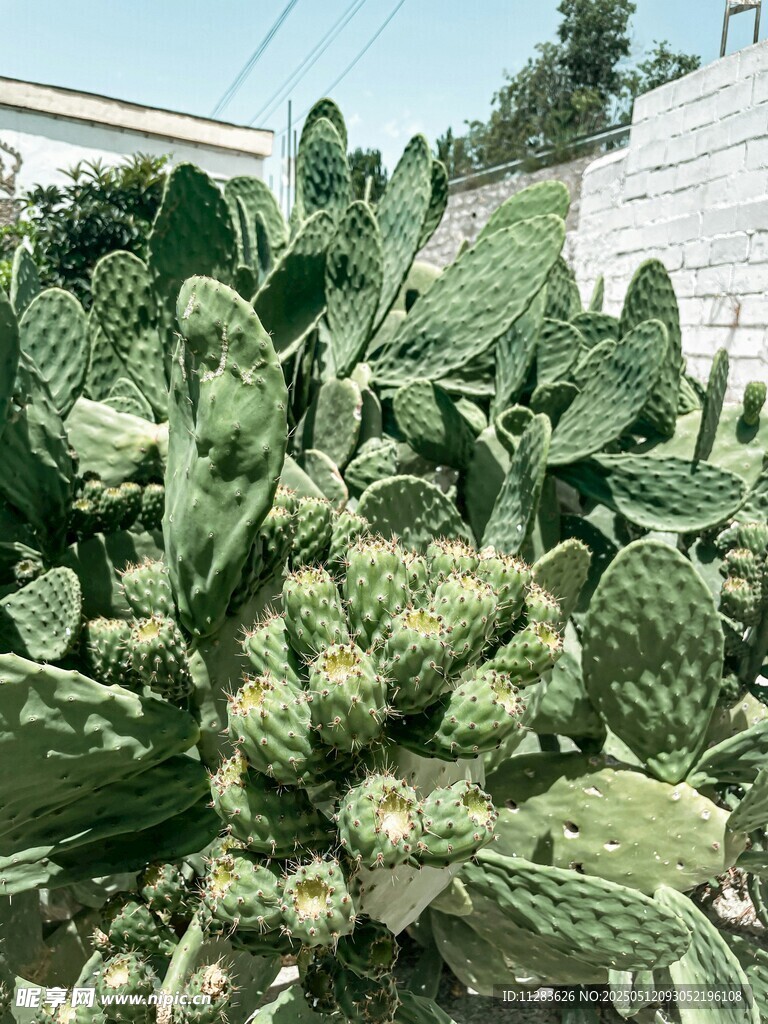 蓬勃生長的仙人掌植物
