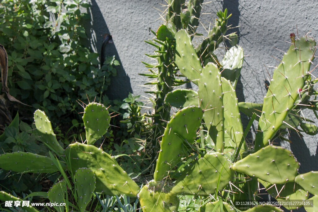 翠綠仙人掌植物特寫