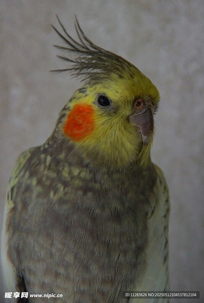 可愛玄鳳鸚鵡特寫