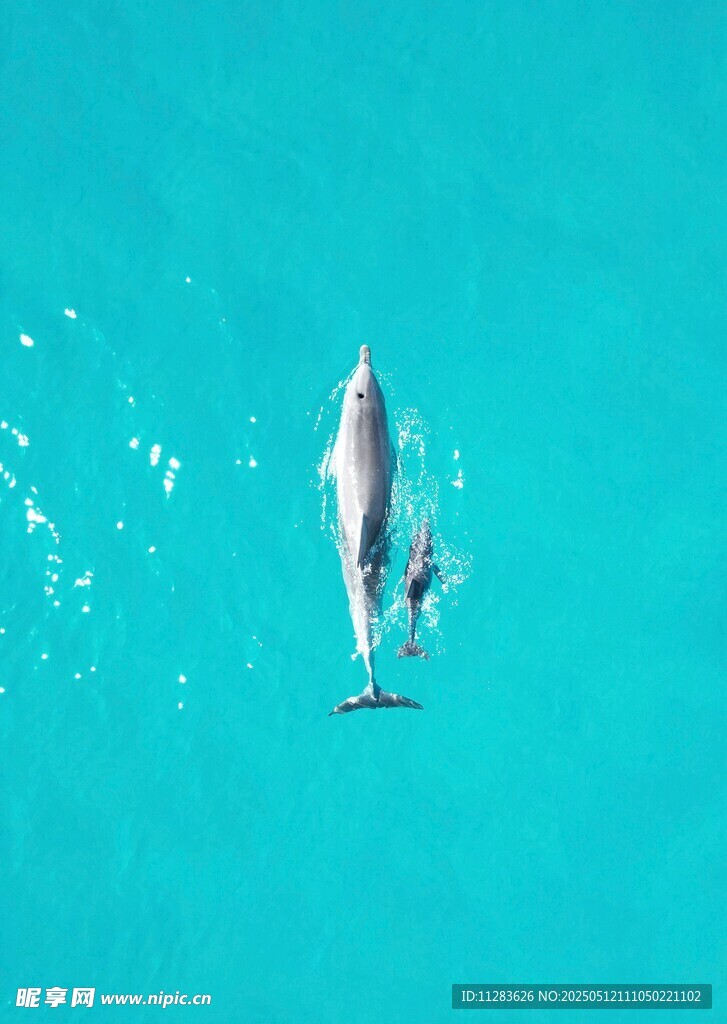 海豚躍出碧藍海水