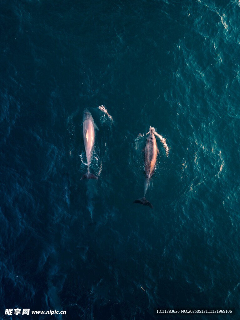 暢游的海豚