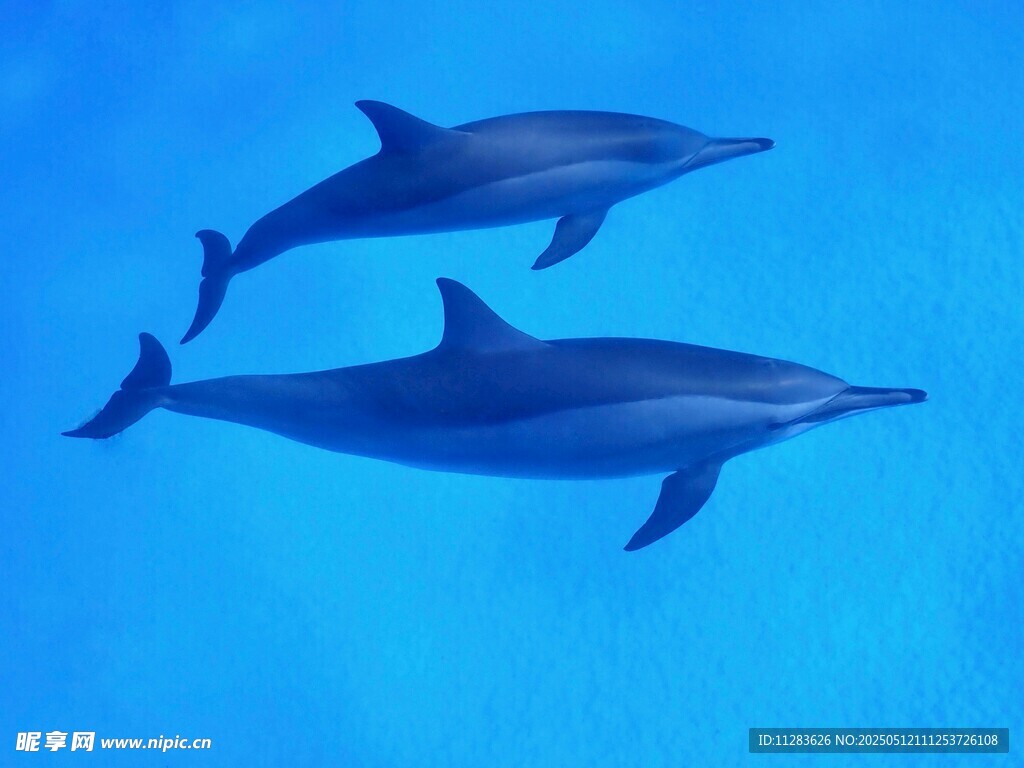 雙海豚暢游藍色海洋