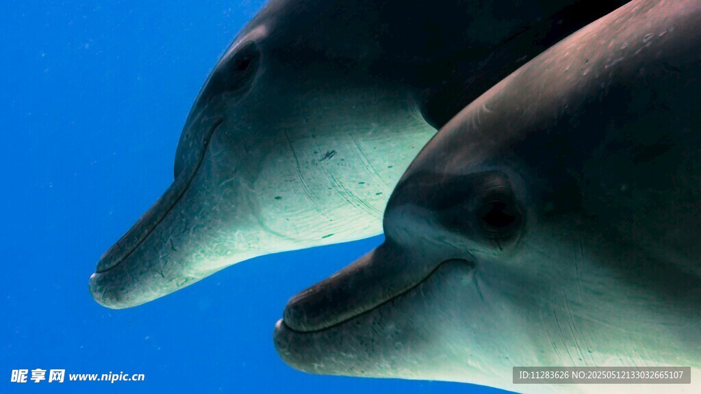 雙海豚特寫