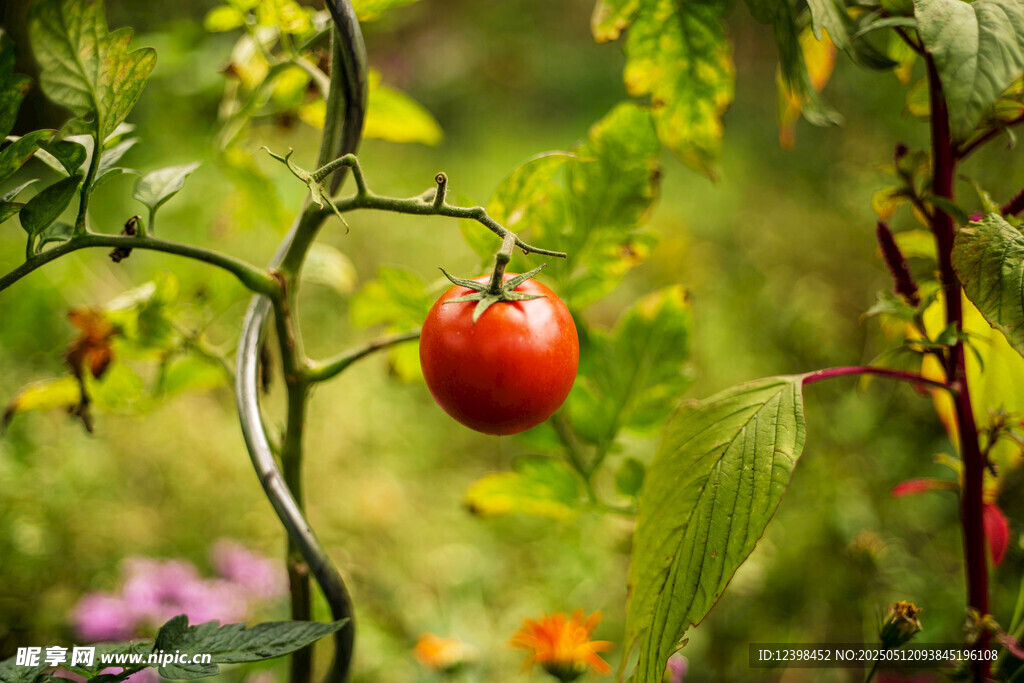 枝頭紅番茄
