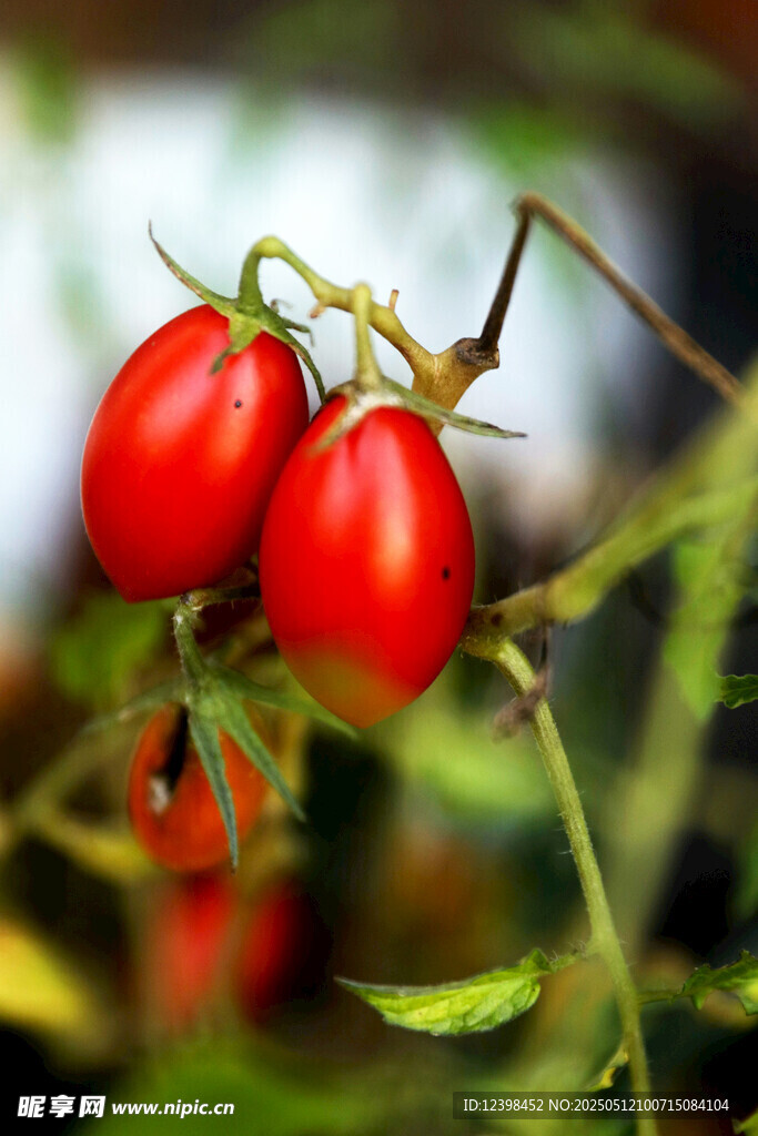 枝頭紅嫩小番茄