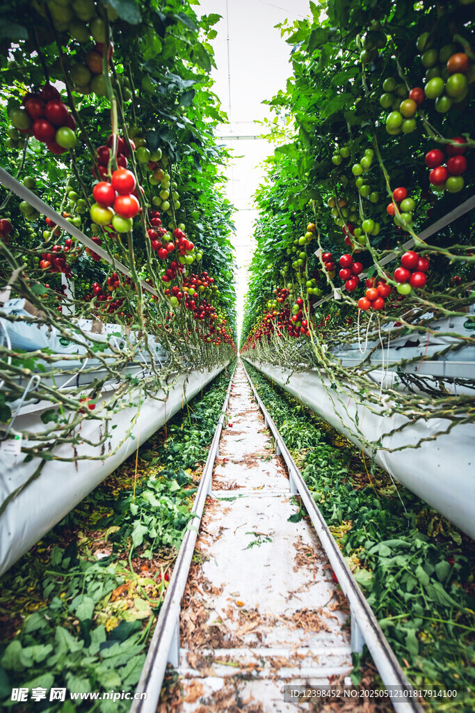 溫室番茄種植通道景觀
