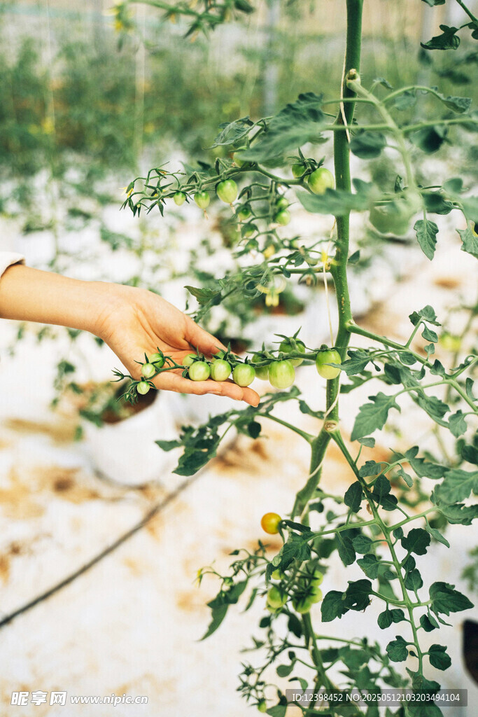 手觸番茄植株