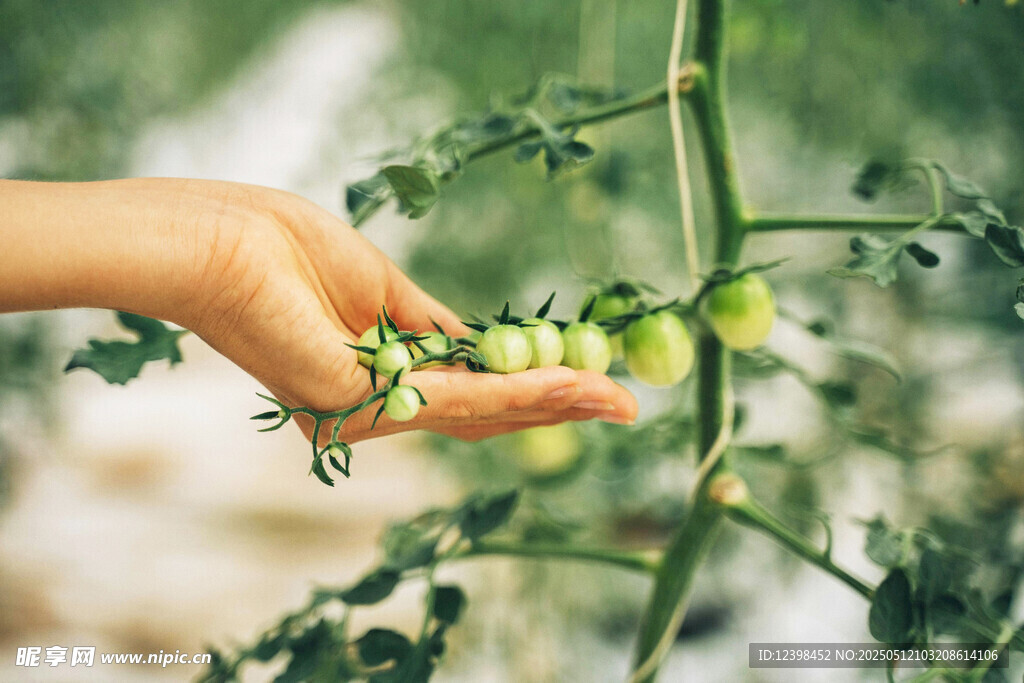 手觸鮮嫩番茄植株