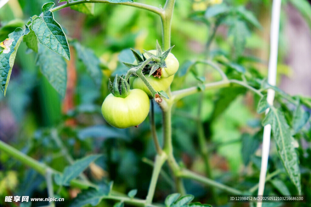 青番茄