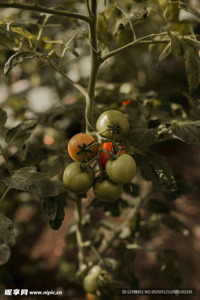 番茄藤上的多彩果實