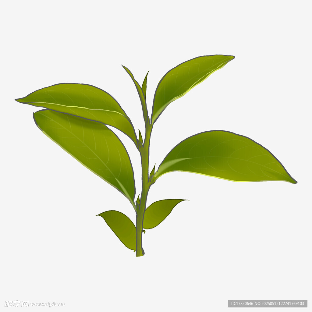 嫩綠枝葉插畫