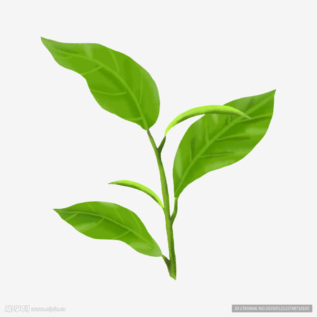 嫩綠茶葉枝