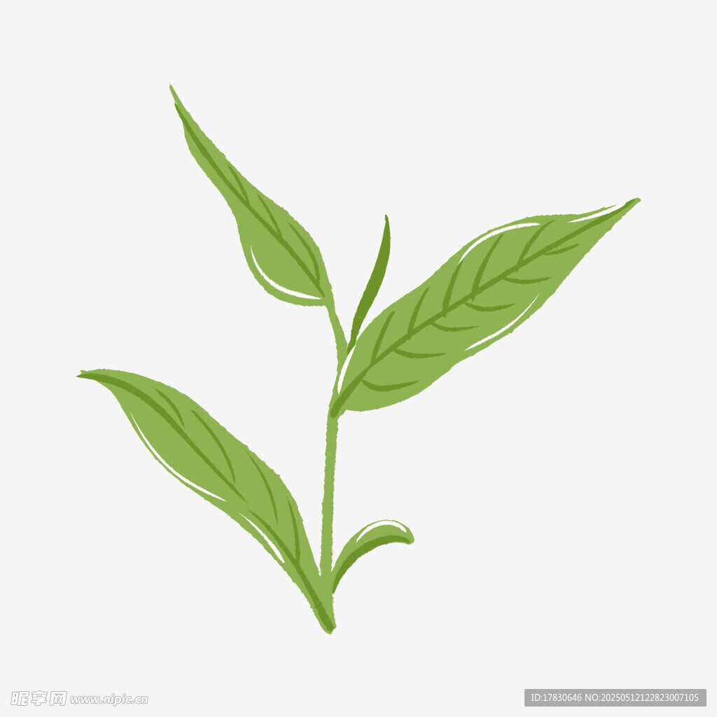 嫩綠枝葉插畫