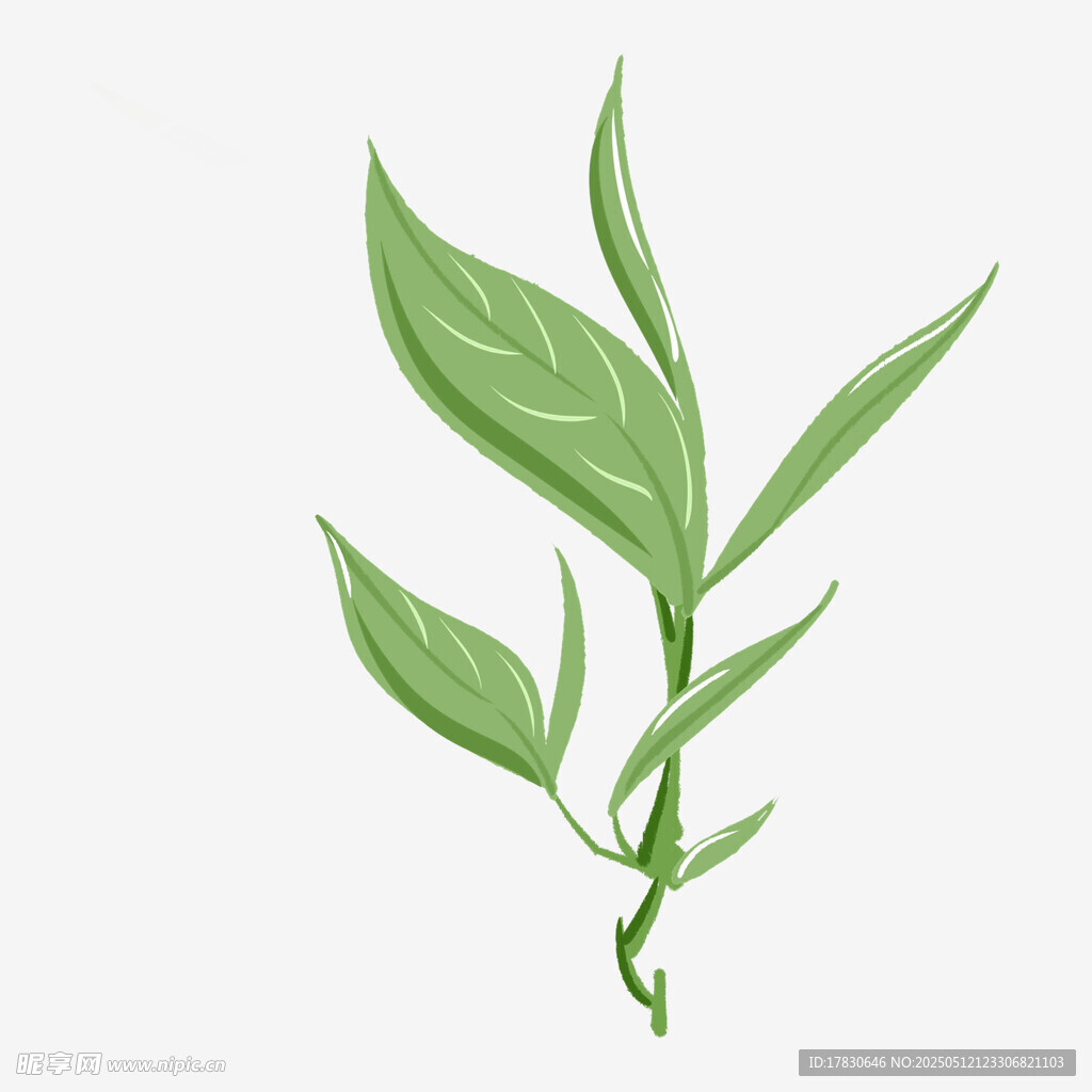 嫩綠枝葉插畫