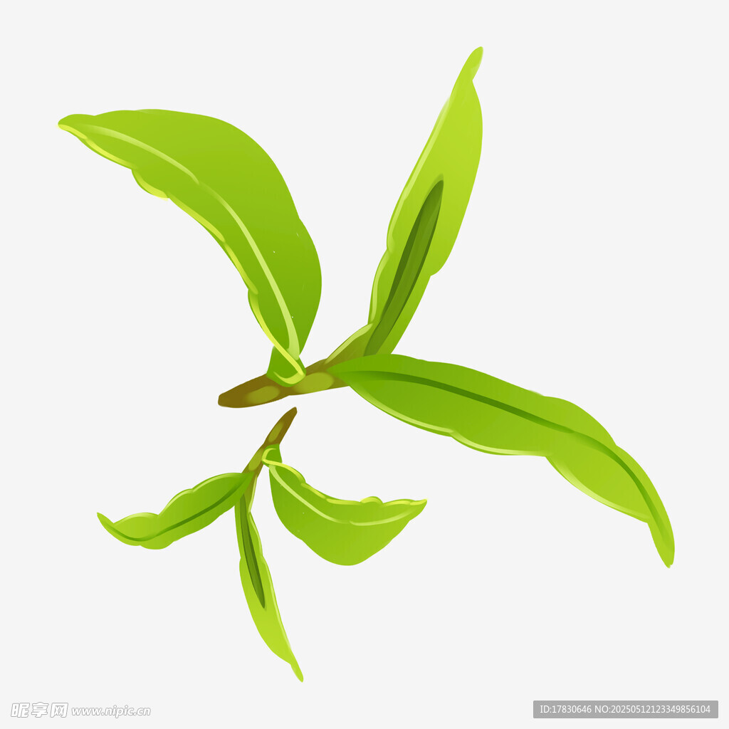 嫩綠枝葉插畫