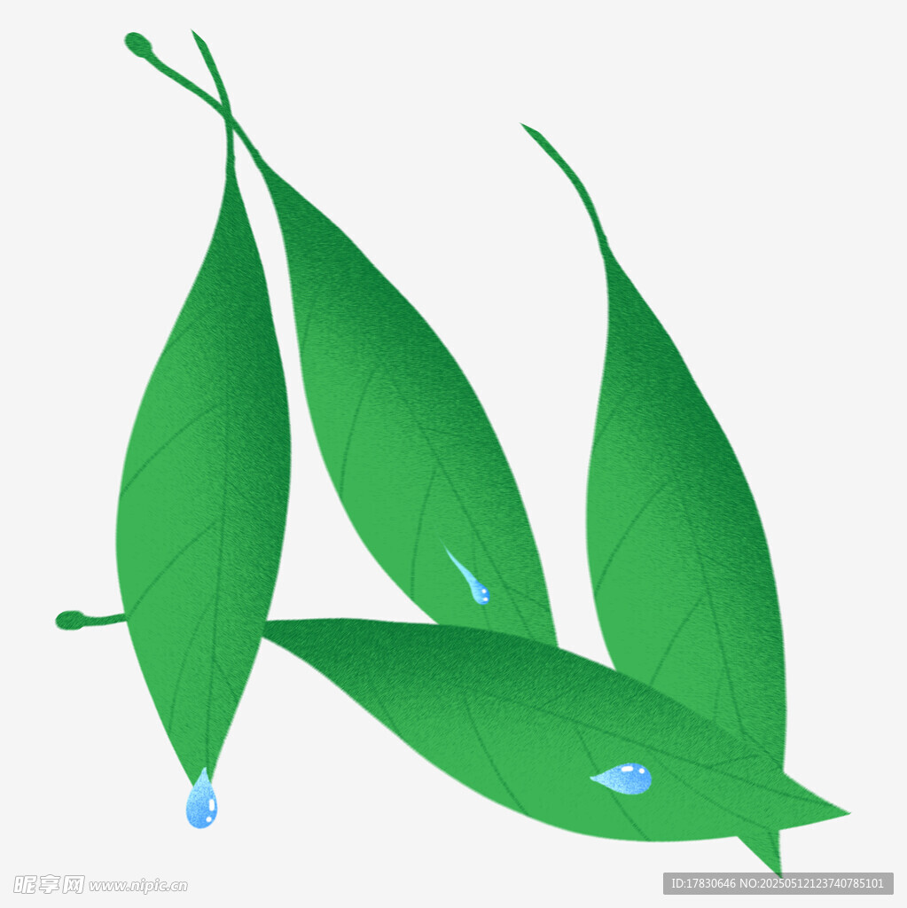 清新綠葉帶水滴插畫