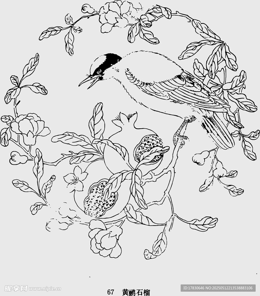 花鳥工筆線描圖