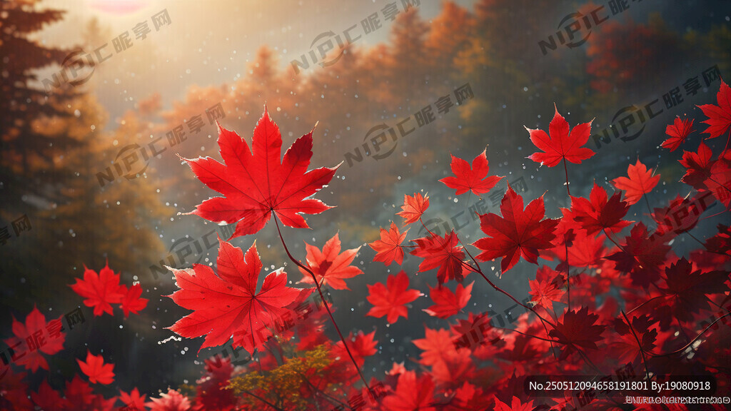 加拿大紅色楓葉 遠(yuǎn)山 逆光